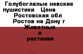 Голубоглазые невские  пушистики › Цена ­ 5 000 - Ростовская обл., Ростов-на-Дону г. Животные и растения » Кошки   